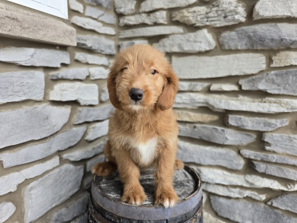 [#2514-06]  - Golden F Goldendoodle Mini F1 Puppies For Sale