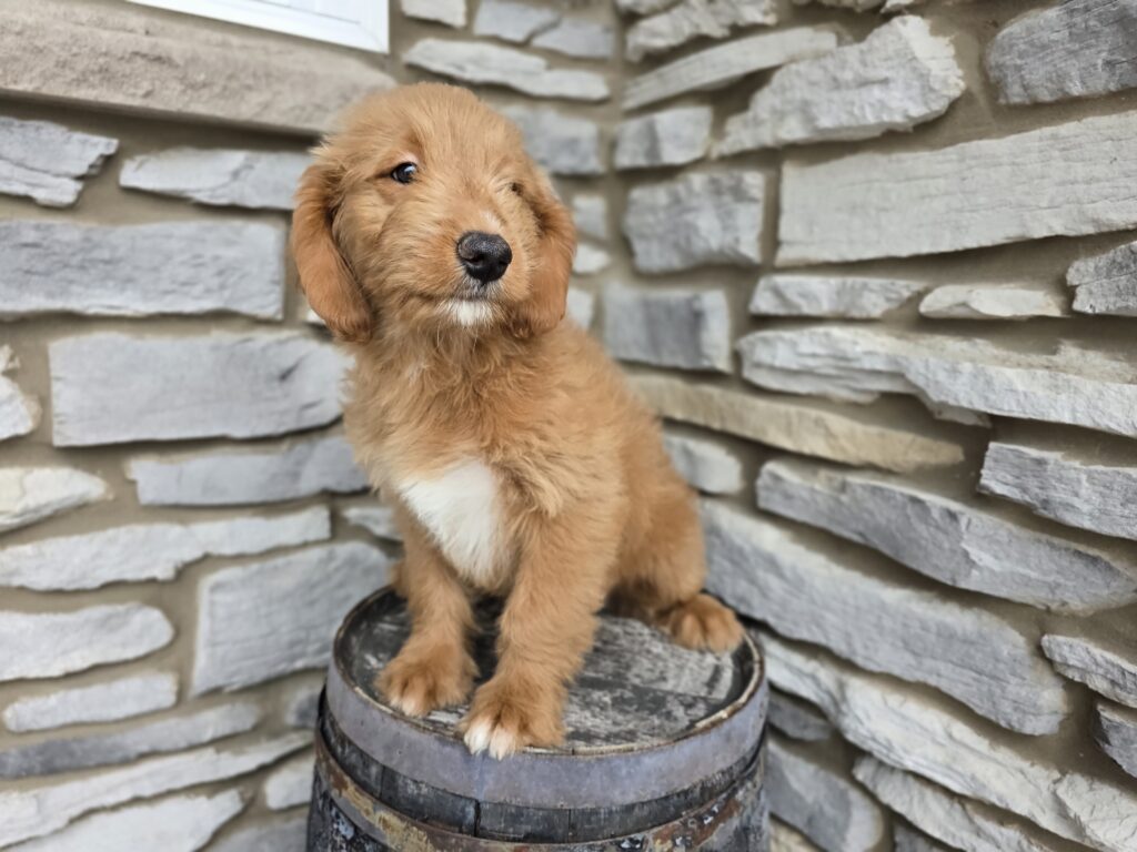 Obsidian - Goldendoodle Mini F1 - Image 3