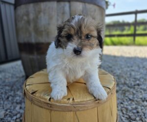 ShihPoo