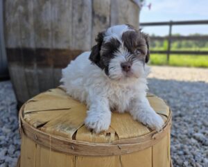 ShihPoo