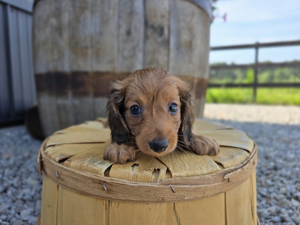 [#25689-01]  - Brown M Dachshund Puppies For Sale