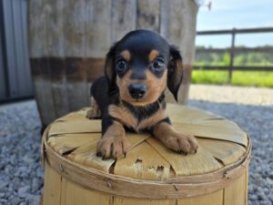 Dachshund