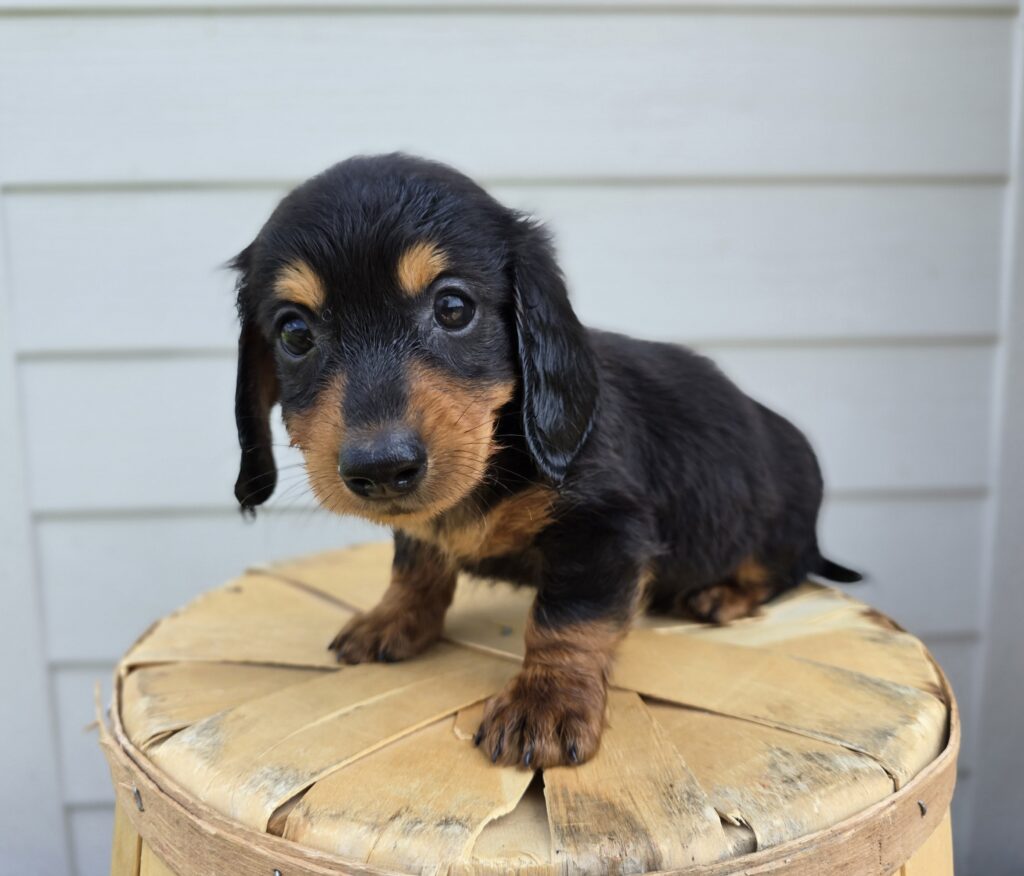 [#25677-02]  - Black / Tan M Dachshund Puppies For Sale