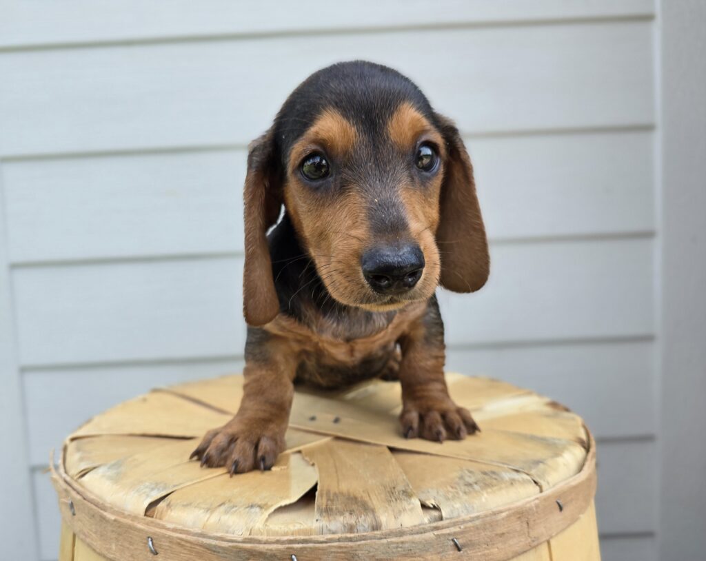 [#25677-03]  - Dark Brown M Dachshund Puppies For Sale