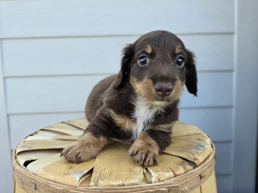[#25721-01]  - Chocolate M Dachshund Puppies For Sale