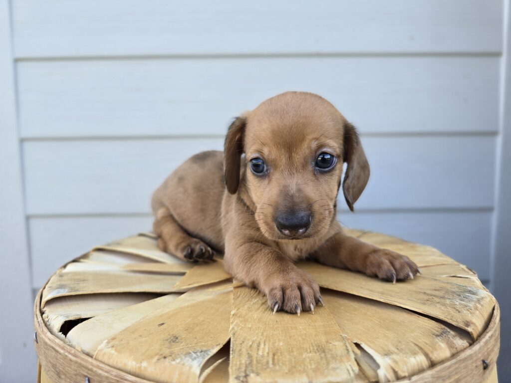 [#25722-02]  - Black / Tan M Dachshund Puppies For Sale