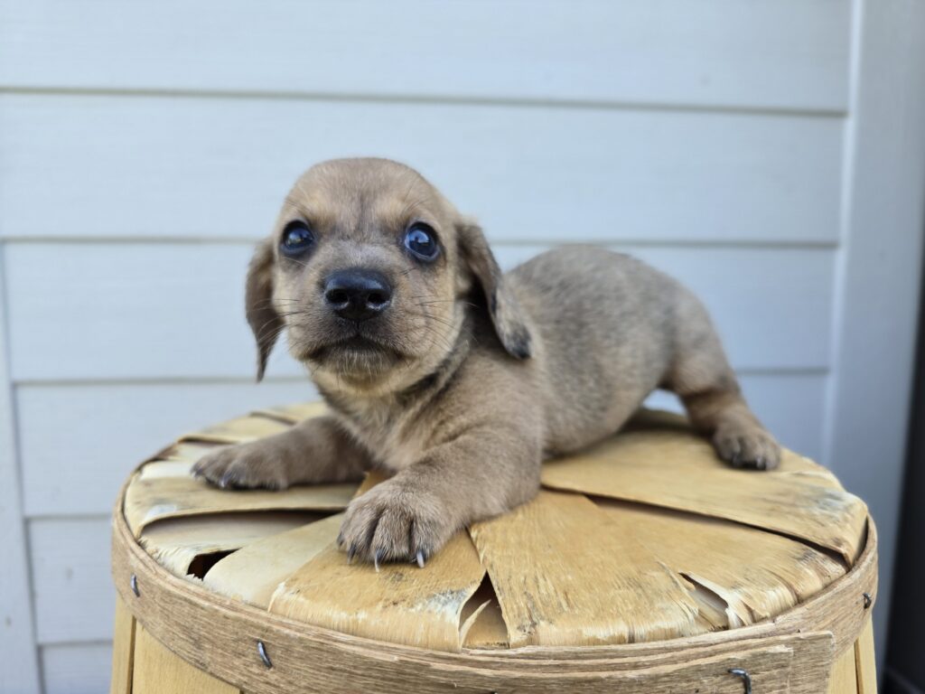 [#25722-03]  - Chocolate M Dachshund Puppies For Sale