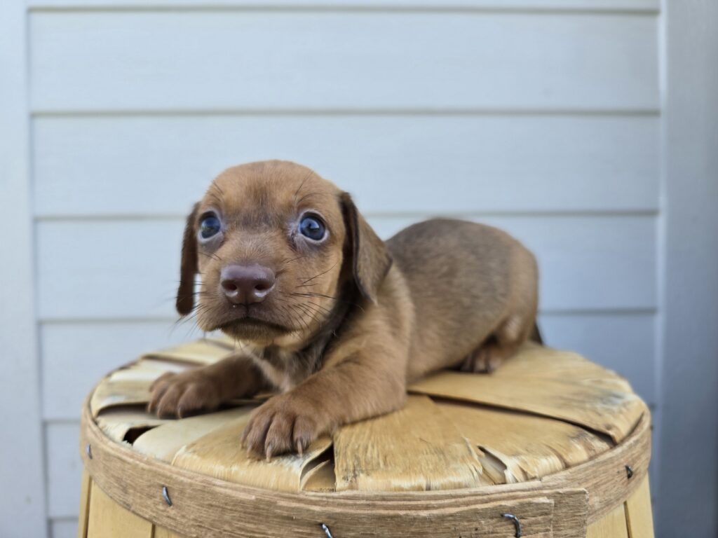 [#25722-04]  - Light Brown F Dachshund Puppies For Sale