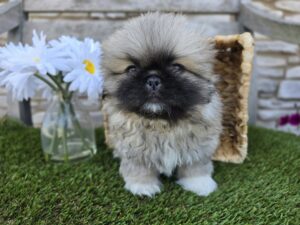 Pekingese