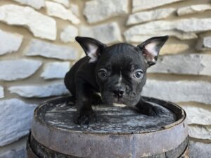 Frenchton