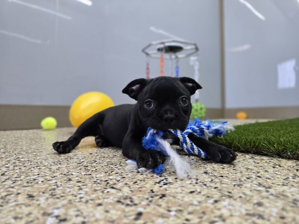 [#25619-06]  - Black / White M Frenchton Puppies For Sale
