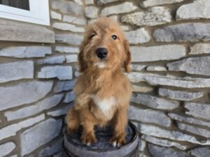Goldendoodle Mini F1