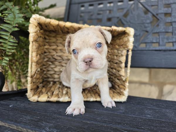 [#25619-01]  - Lilac Merle M Frenchton Puppies For Sale