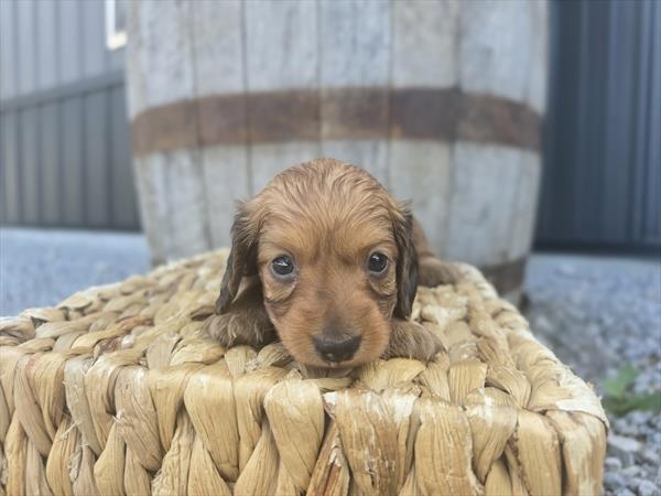 [#25689-01]  - Brown M Dachshund Puppies For Sale