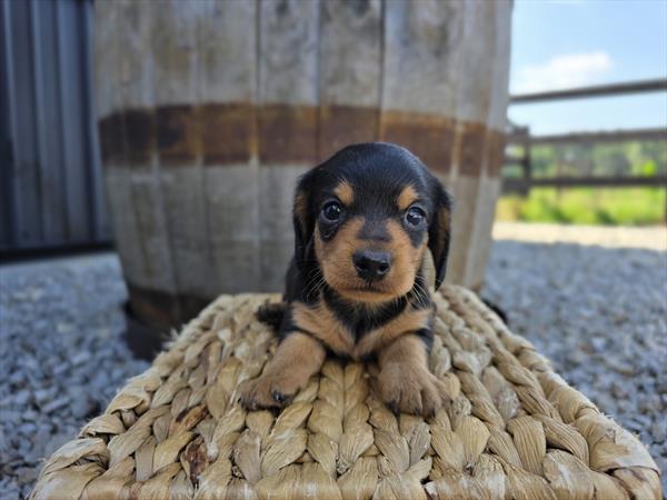 [#25689-02]  - Black / Tan F Dachshund Puppies For Sale
