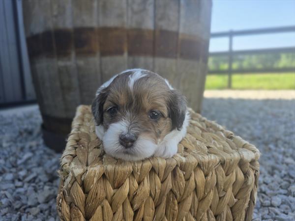 [#25690-01]  - White M ShihPoo Puppies For Sale