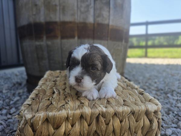 [#25690-02]  - White M ShihPoo Puppies For Sale