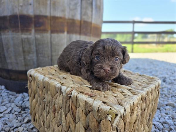 [#25690-03]  - Brown Sable M ShihPoo Puppies For Sale