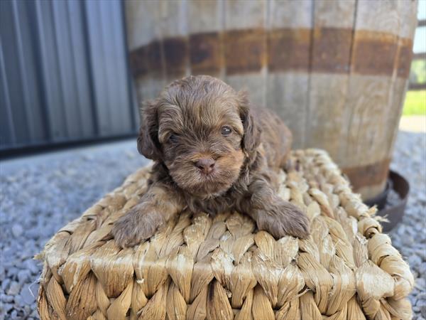 [#25690-05]  - Brown Sable M ShihPoo Puppies For Sale