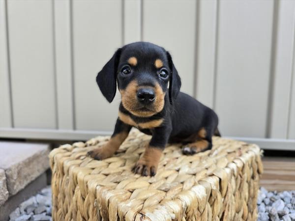 [#25677-01]  - Black / Tan M Dachshund Puppies For Sale