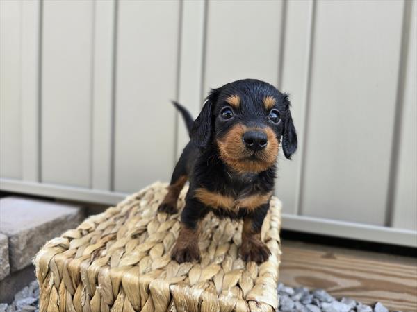 [#25677-02]  - Black / Tan M Dachshund Puppies For Sale