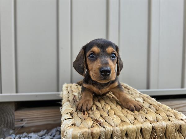 [#25677-03]  - Dark Brown M Dachshund Puppies For Sale