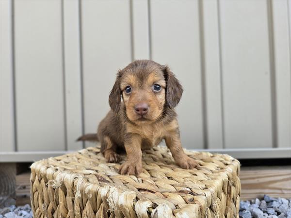 [#25677-04]  - Chocolate M Dachshund Puppies For Sale