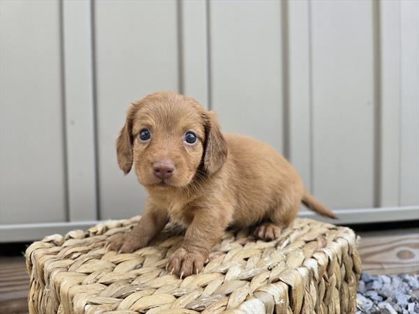 [#25677-05]  - Brown F Dachshund Puppies For Sale