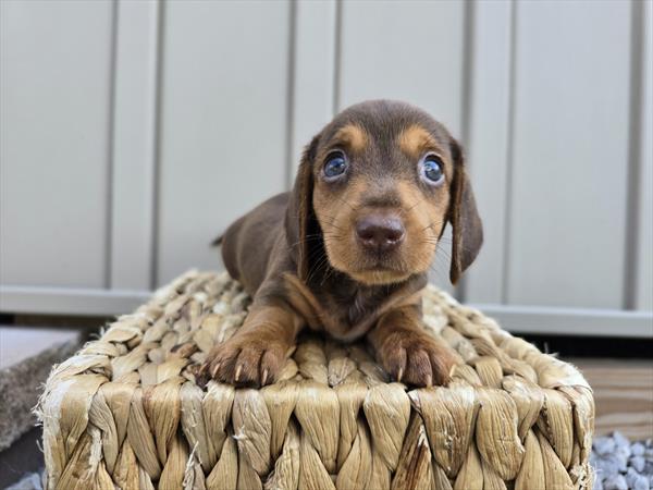 [#25679-02]  - Chocolate / Tan F Dachshund Puppies For Sale