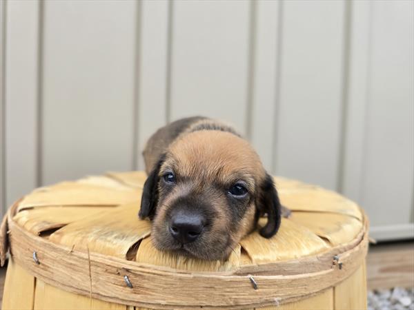 [#25722-01]  - Black / Tan M Dachshund Puppies For Sale