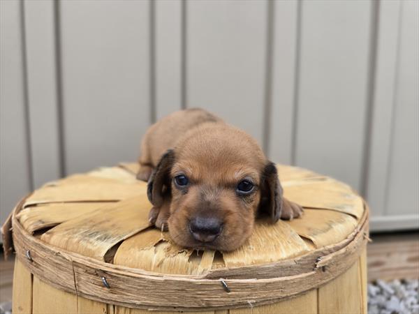 [#25722-02]  - Black / Tan M Dachshund Puppies For Sale