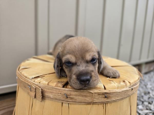 [#25722-03]  - Chocolate M Dachshund Puppies For Sale