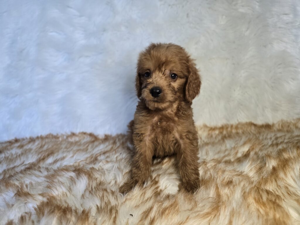Swirl - Goldendoodle Mini F1b - Image 3