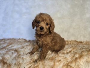 Goldendoodle Mini F1b
