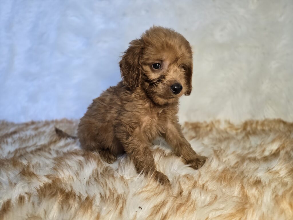 Swirl - Goldendoodle Mini F1b - Image 5
