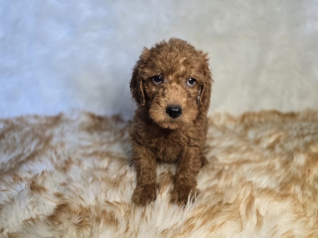 [#25691-06]  - Red F Goldendoodle Mini F1b Puppies For Sale