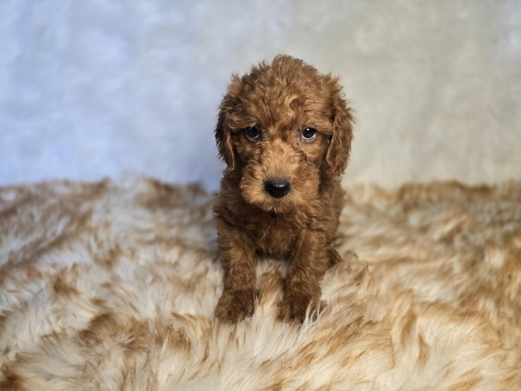 Lantern - Goldendoodle Mini F1b - Image 2