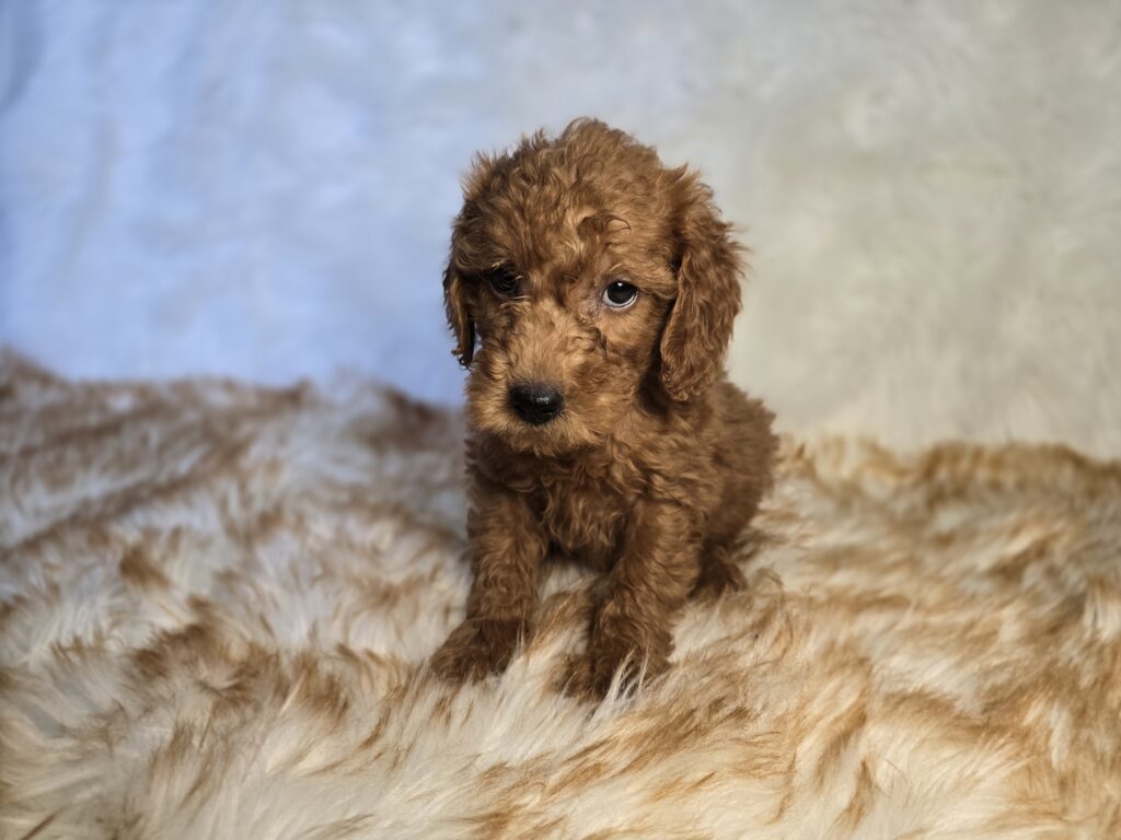 Lagoon - Goldendoodle Mini F1b - Image 3