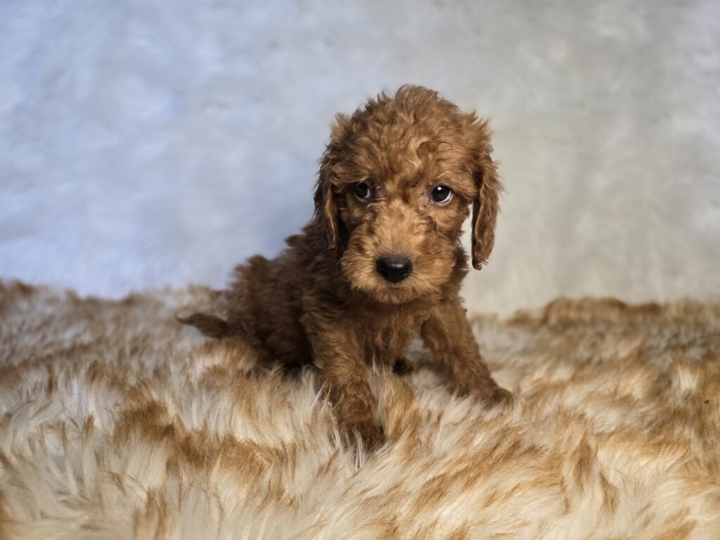 Lagoon - Goldendoodle Mini F1b - Image 2