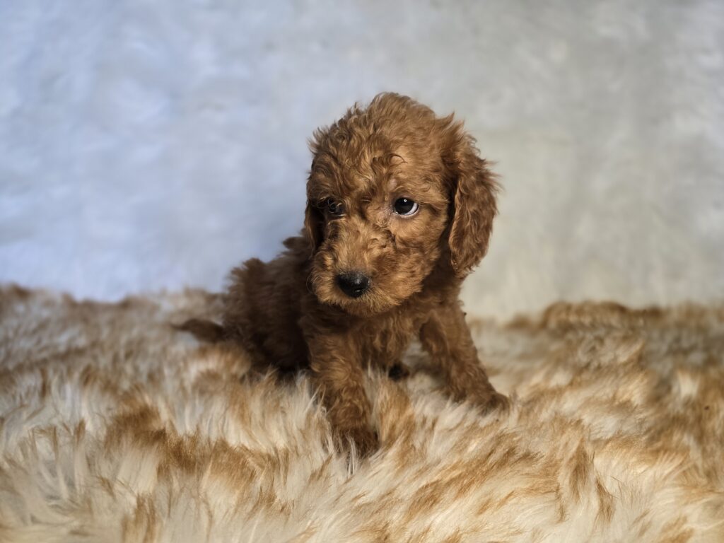 Lantern - Goldendoodle Mini F1b - Image 4
