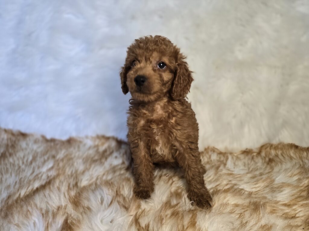 Lichen - Goldendoodle Mini F1b - Image 2