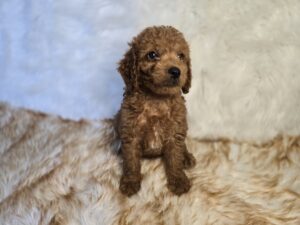 Goldendoodle Mini F1b