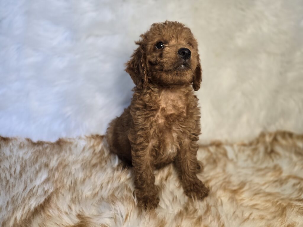 Lichen - Goldendoodle Mini F1b - Image 3