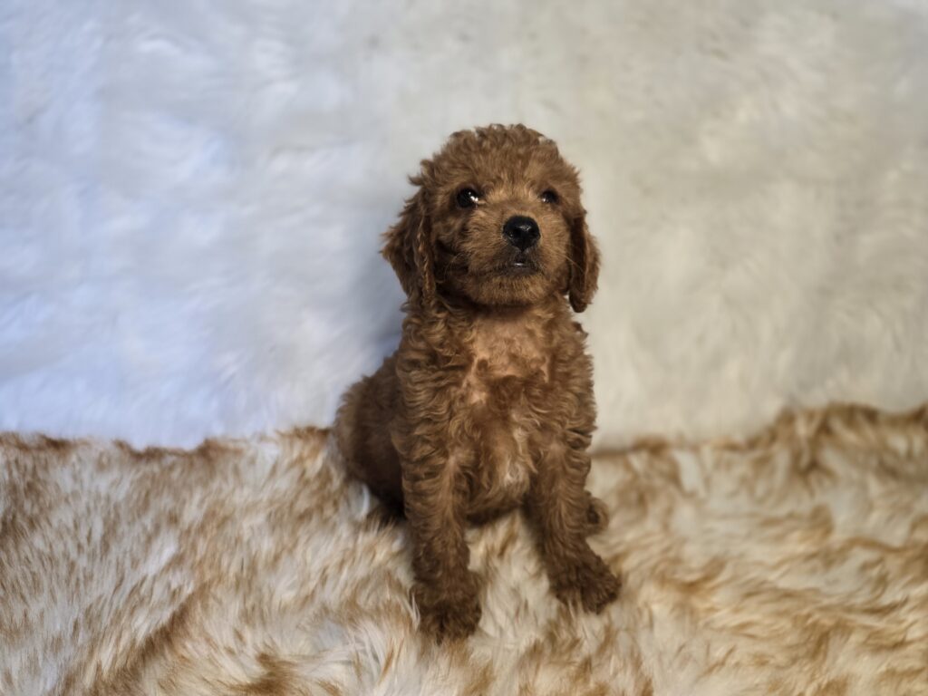 Lichen - Goldendoodle Mini F1b - Image 4