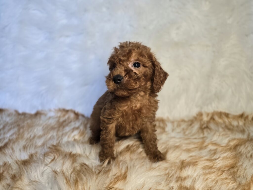 Canden - Goldendoodle Mini F1b - Image 2
