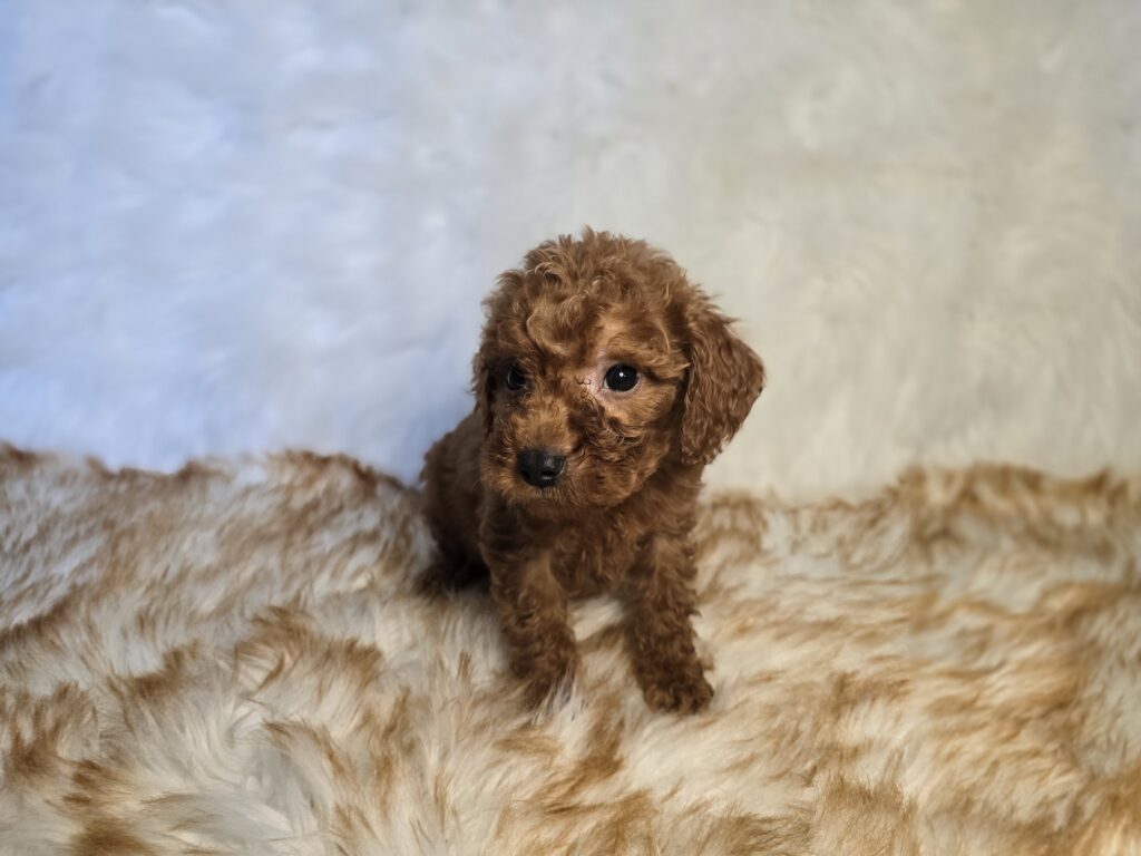 Canden - Goldendoodle Mini F1b - Image 3