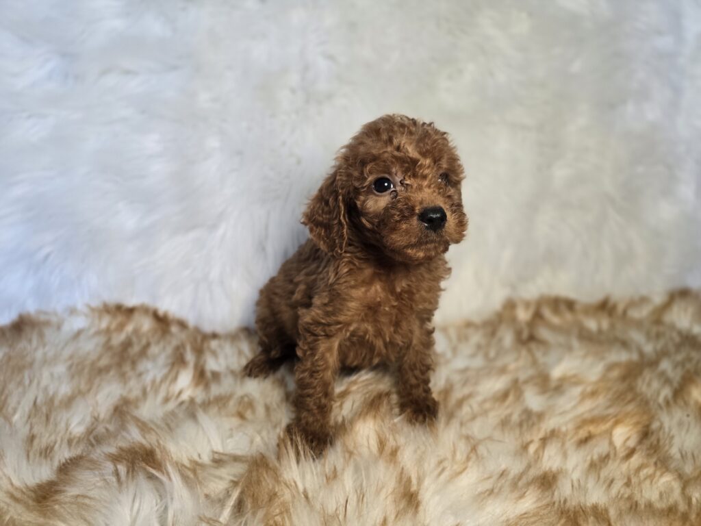 Canden - Goldendoodle Mini F1b - Image 4