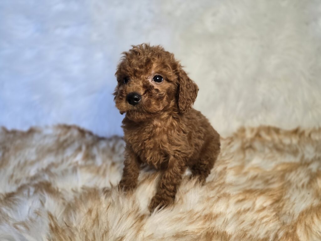 Canden - Goldendoodle Mini F1b - Image 5
