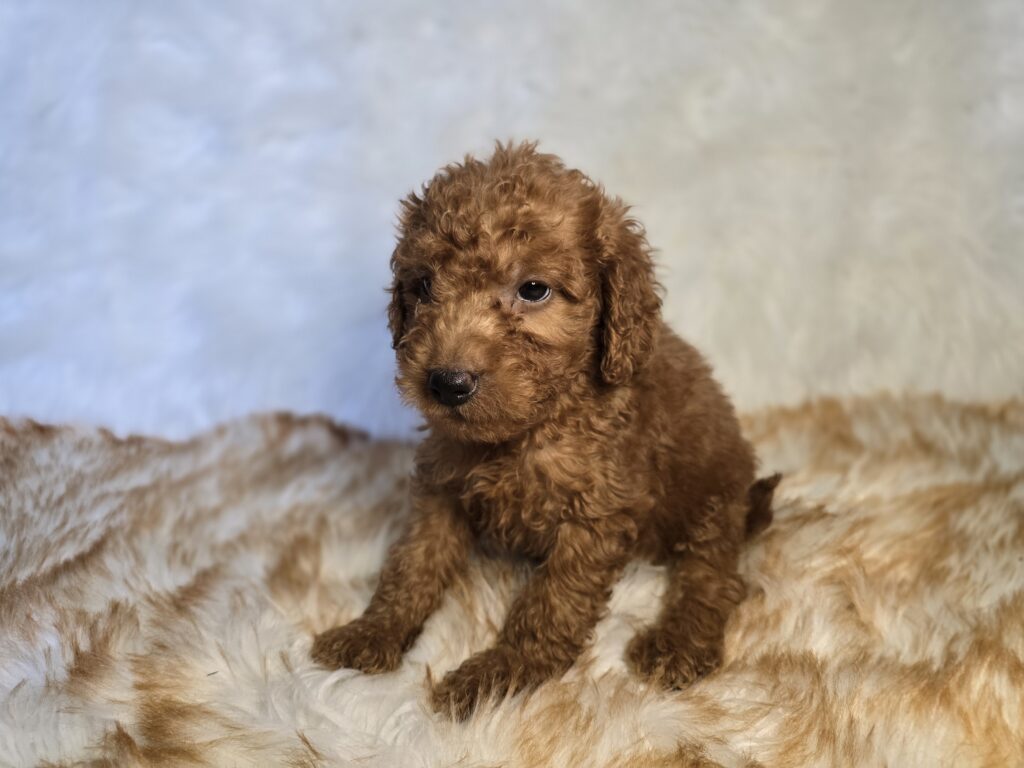 Candie - Goldendoodle Mini F1b - Image 2
