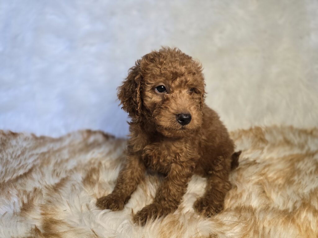 Candie - Goldendoodle Mini F1b - Image 3